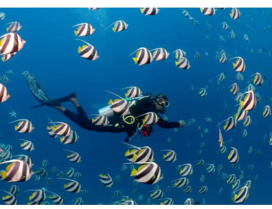 Maldives Diving Adventures