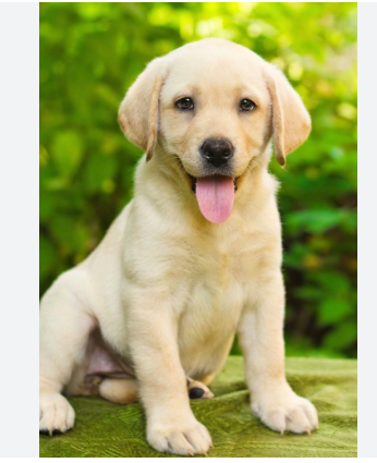 Healthy Puppies