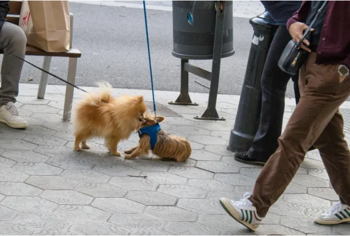  Healthy Puppies